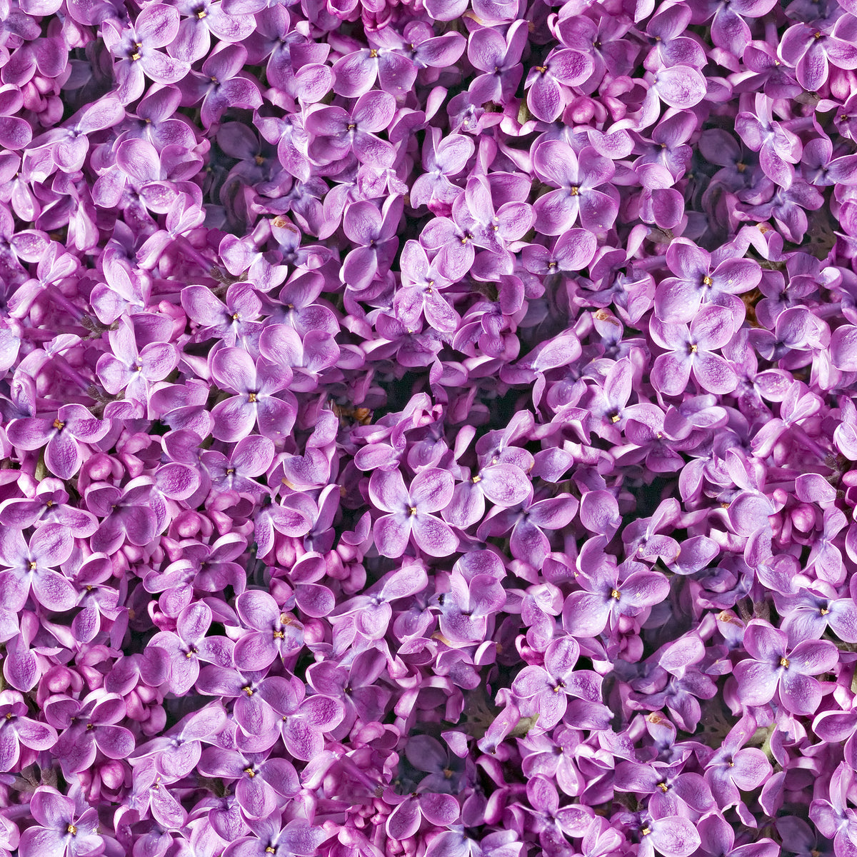 Vibrant purple lilac flowers in full bloom, perfect for wedding decor and bridal inspiration.