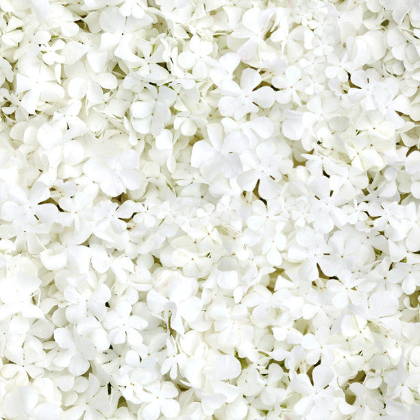 White hydrangea flowers for wedding decor and bridal inspiration