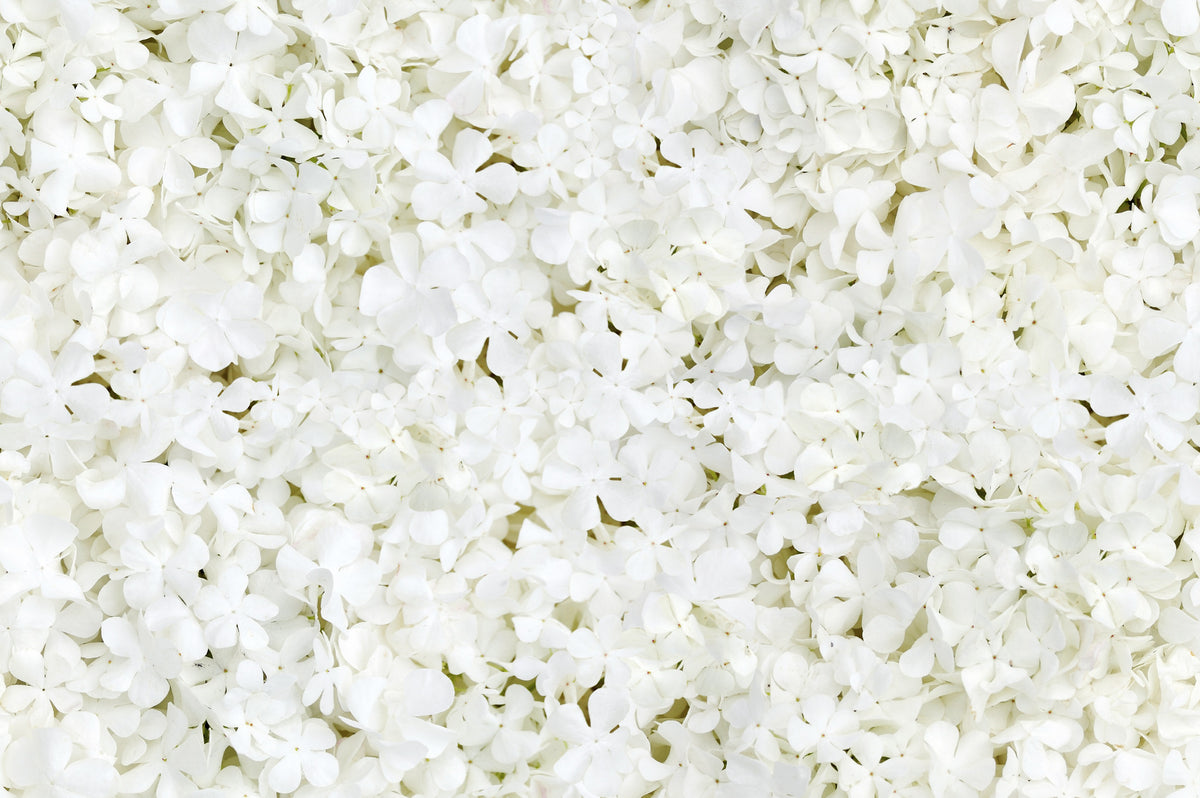 White hydrangea flowers for wedding decor and bridal inspiration